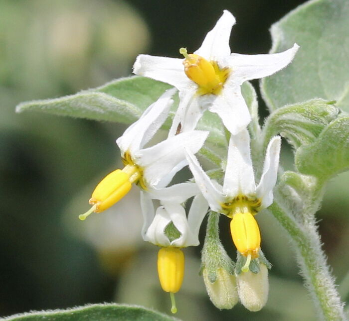 Flore de la Corse