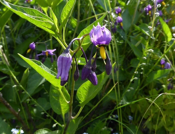 Flore de la Corse