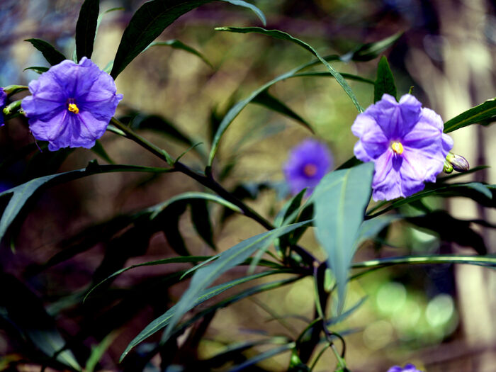 Flore de la Corse