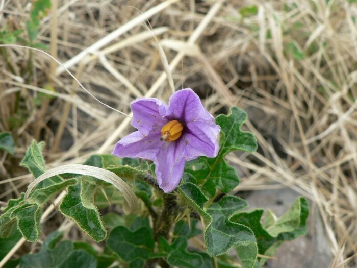 Flore de la Corse