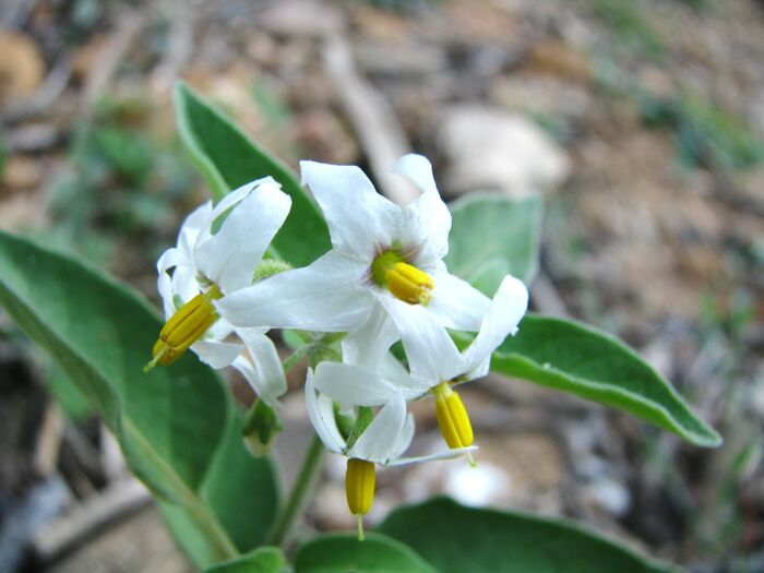 Flore de la Corse