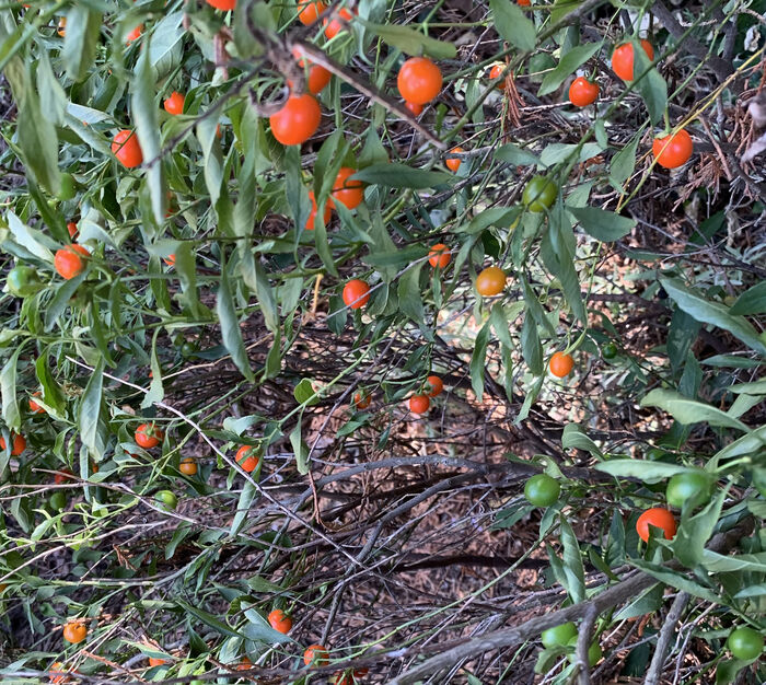 Flore de la Corse