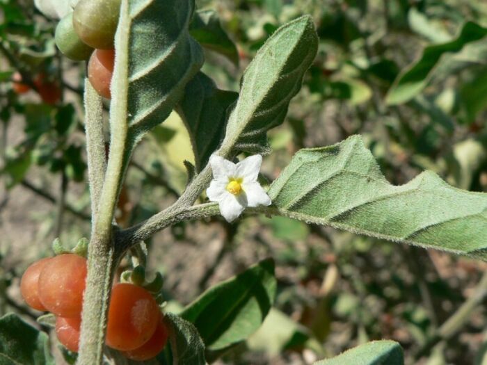 Flore de la Corse