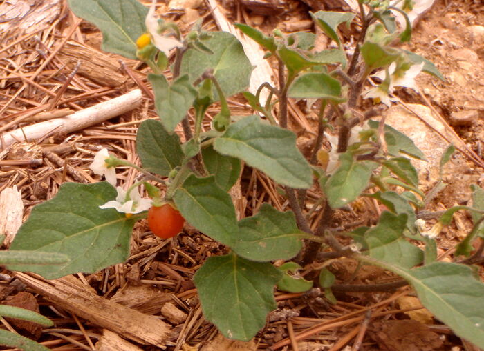 Flore de la Corse