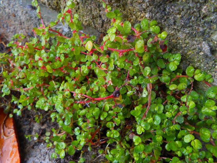 Flore de la Corse