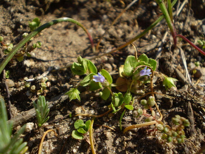 Flore de la Corse