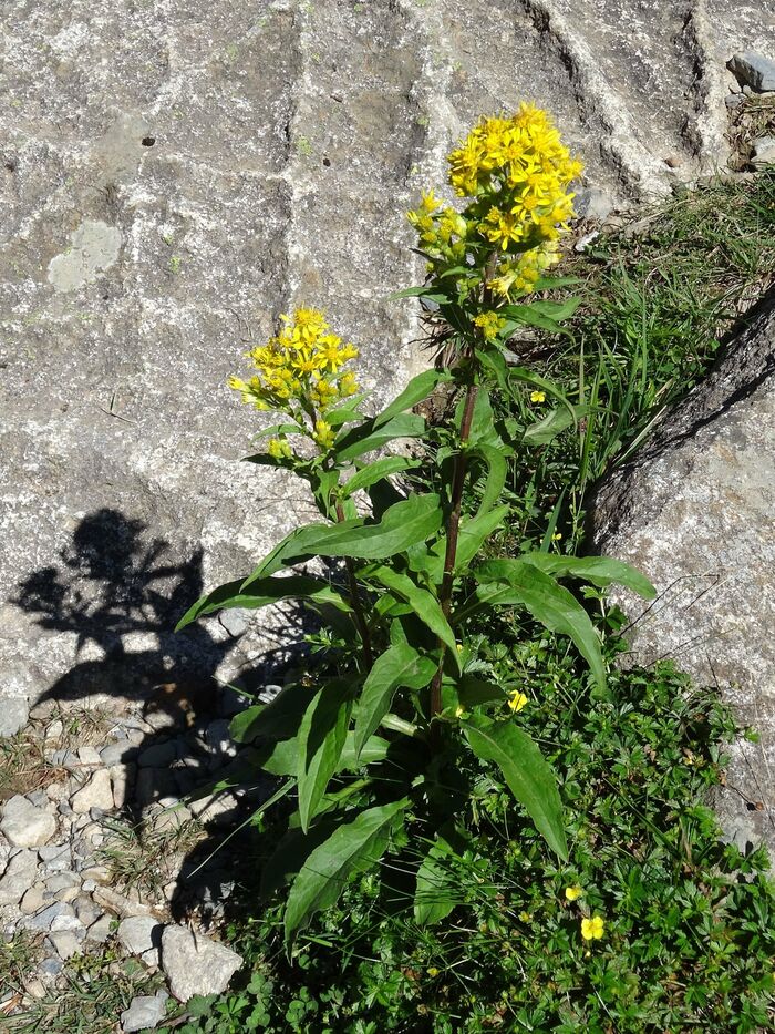 Flore de la Corse