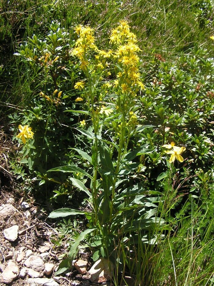 Flore de la Corse