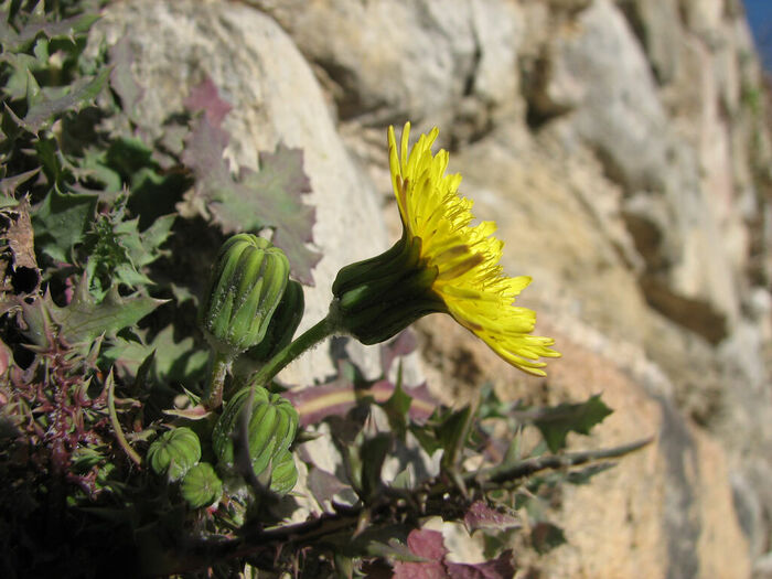 Flore de la Corse