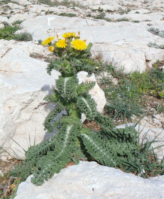 Flore de la Corse