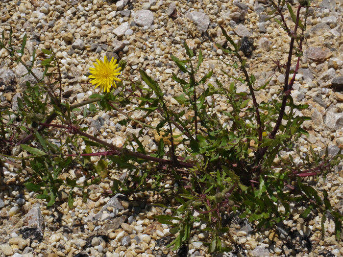 Flore de la Corse