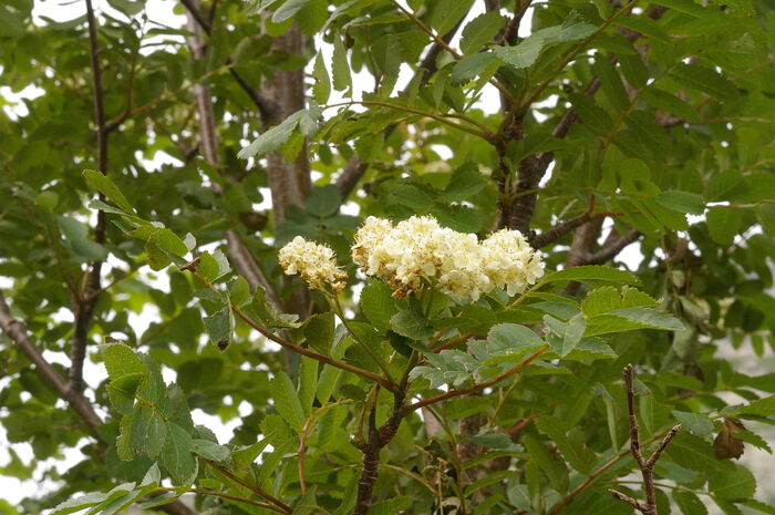 Flore de la Corse