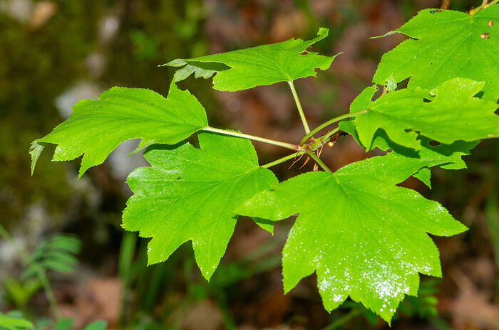 Flore de la Corse