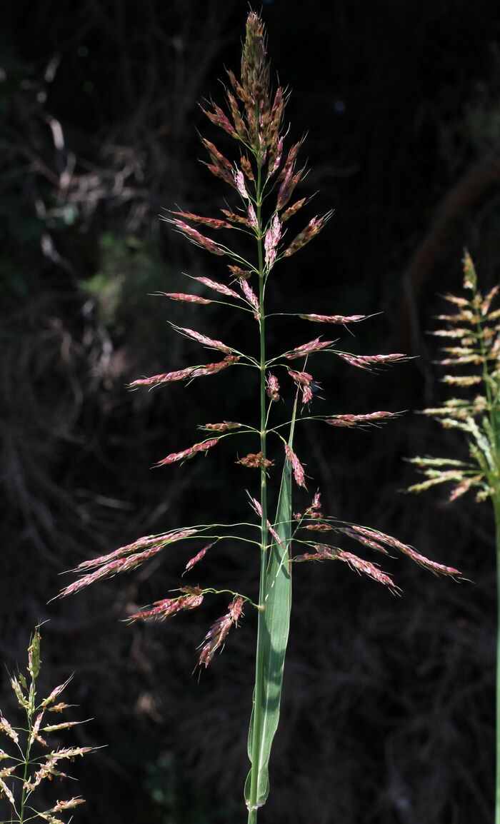 Flore de la Corse