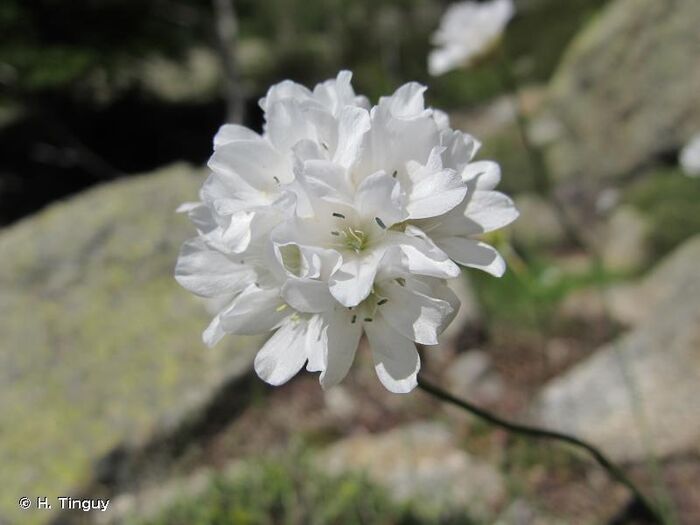 Flore de la Corse