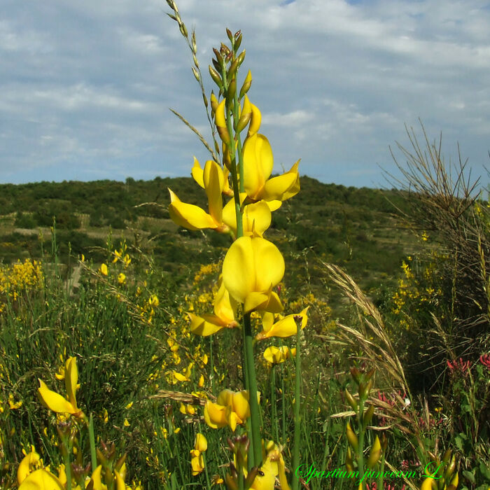 Flore de la Corse