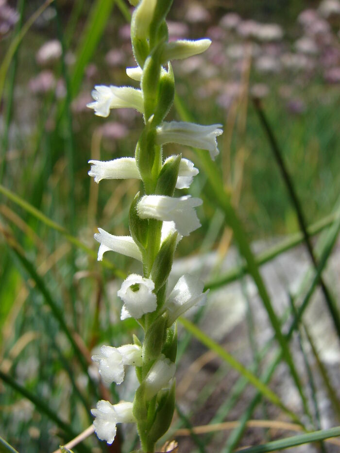 Flore de la Corse