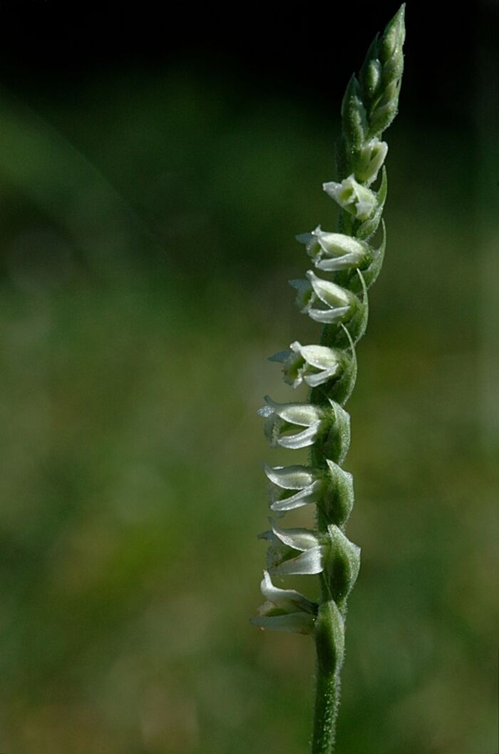 Flore de la Corse