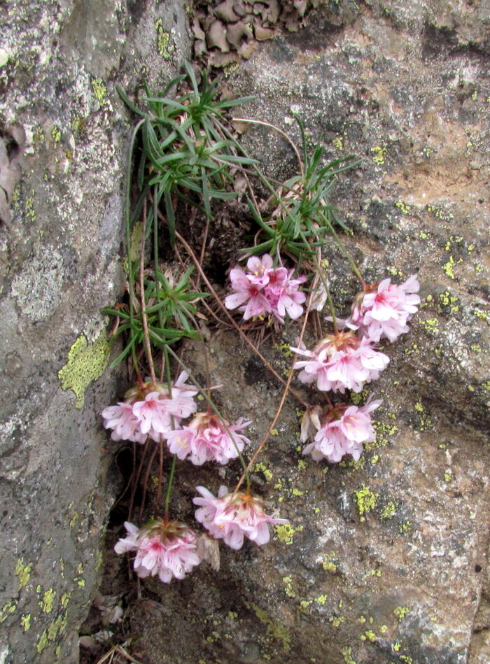 Flore de la Corse