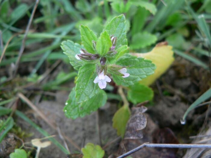 Flore de la Corse