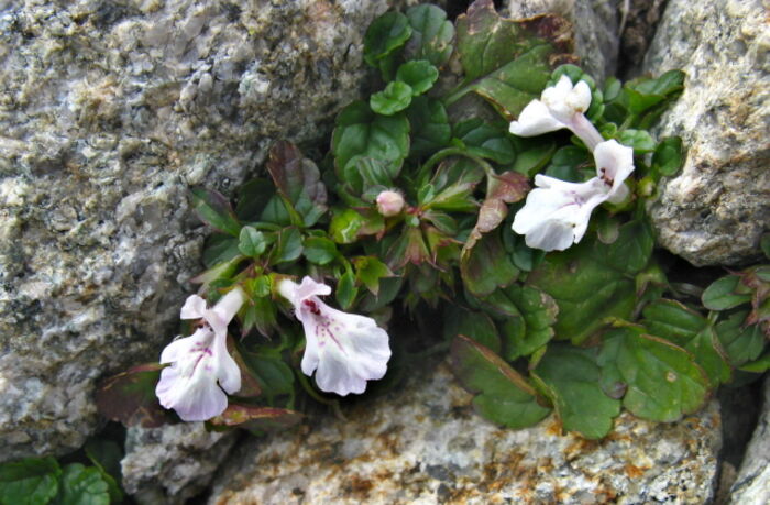 Flore de la Corse