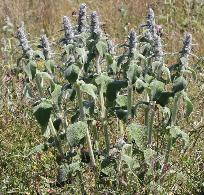 Flore de la Corse