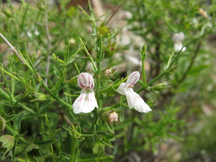 Flore de la Corse