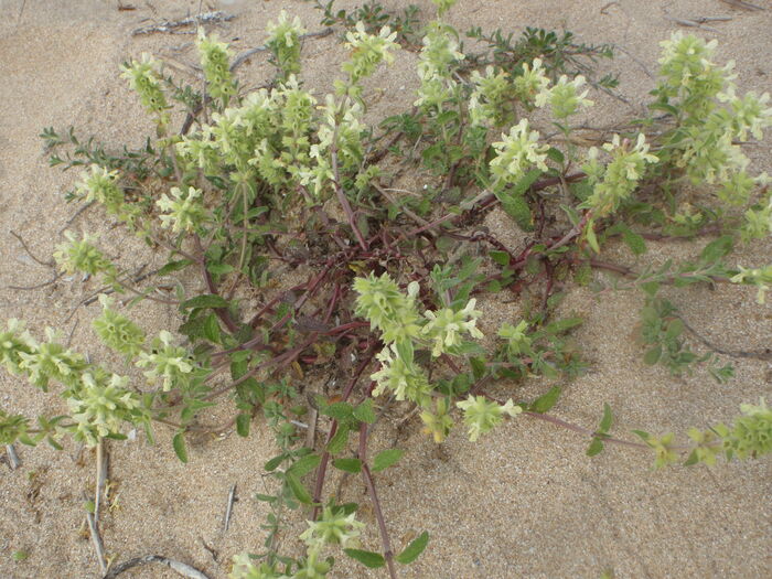 Flore de la Corse