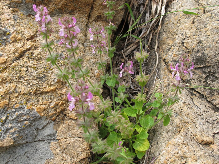 Flore de la Corse