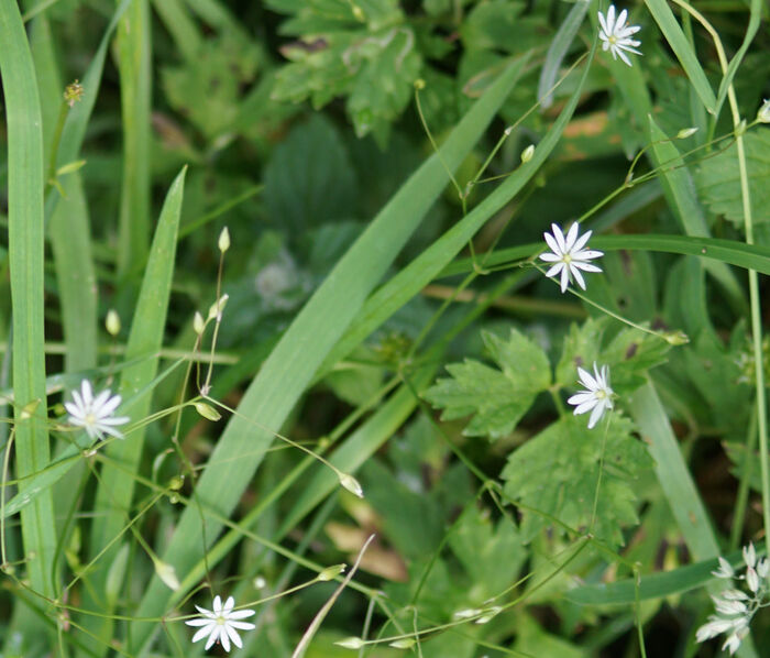 Flore de la Corse