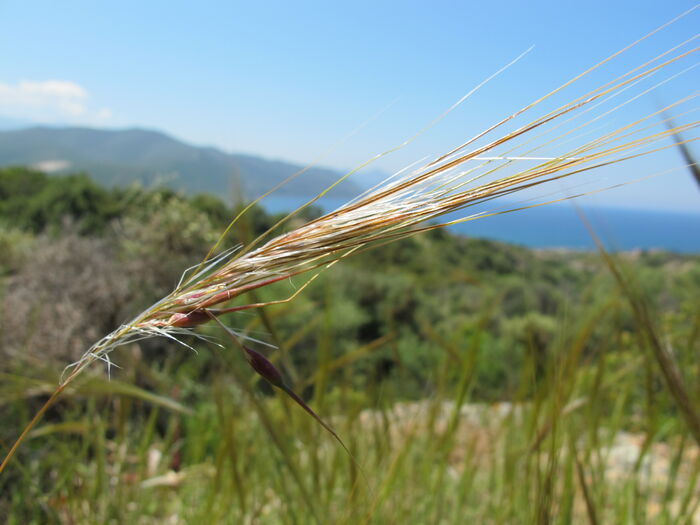 Flore de la Corse