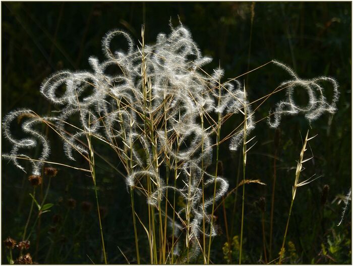 Flore de la Corse