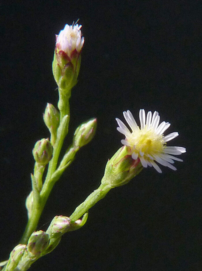 Flore de la Corse