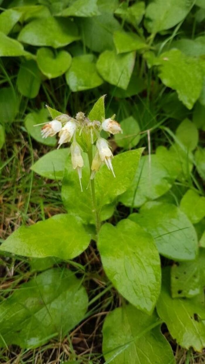 Flore de la Corse