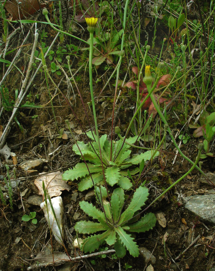 Flore de la Corse