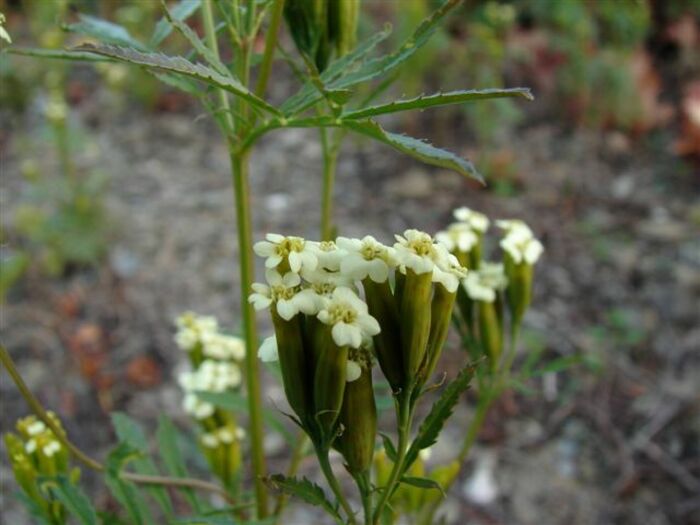 Flore de la Corse