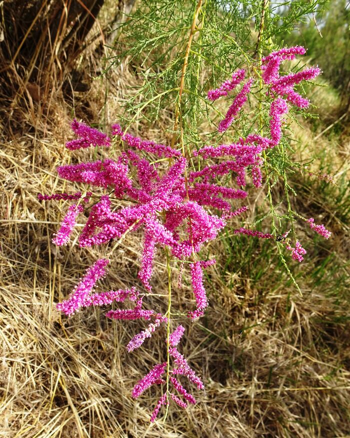 Flore de la Corse