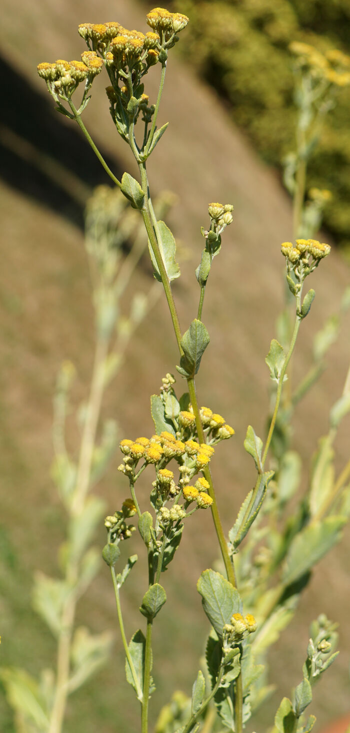 Flore de la Corse