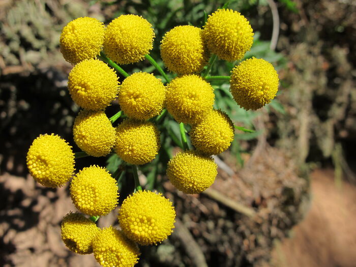 Flore de la Corse