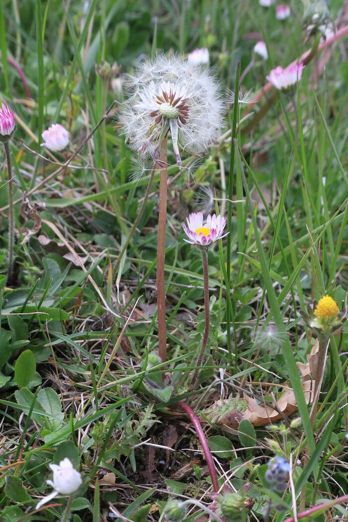 Flore de la Corse