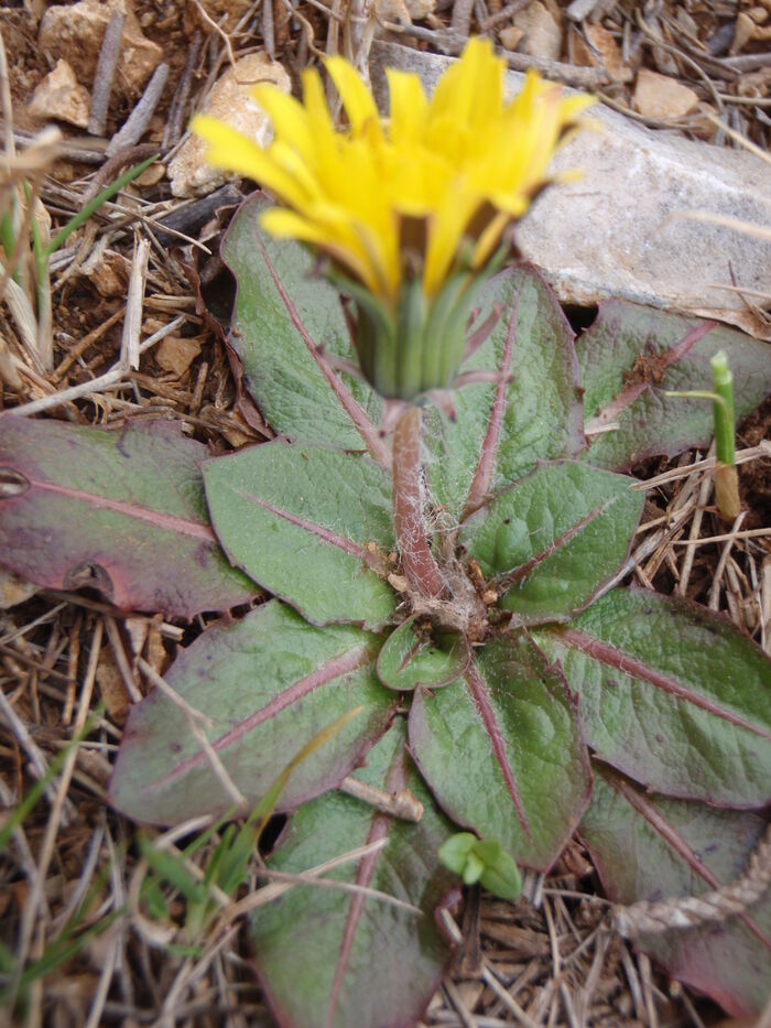 Flore de la Corse