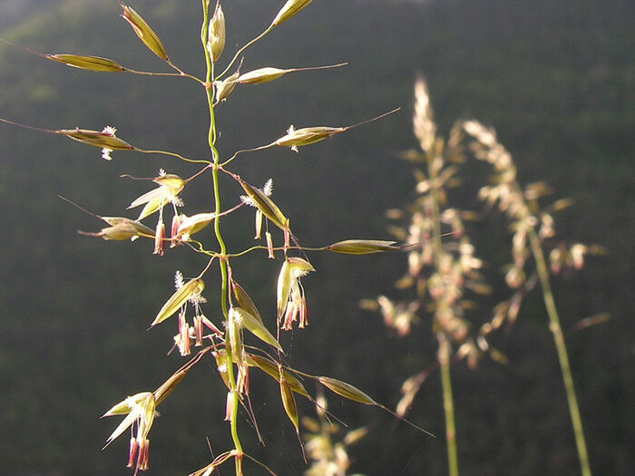 Flore de la Corse