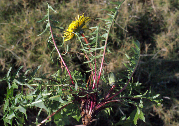 Flore de la Corse