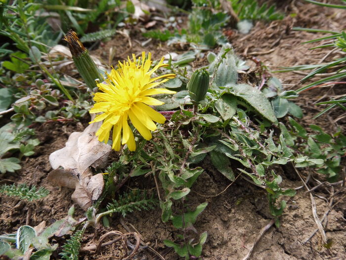 Flore de la Corse