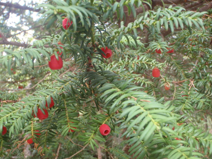 Flore de la Corse