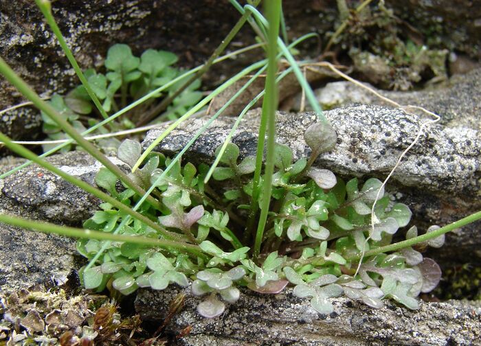 Flore de la Corse