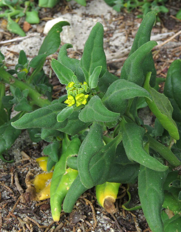 Flore de la Corse