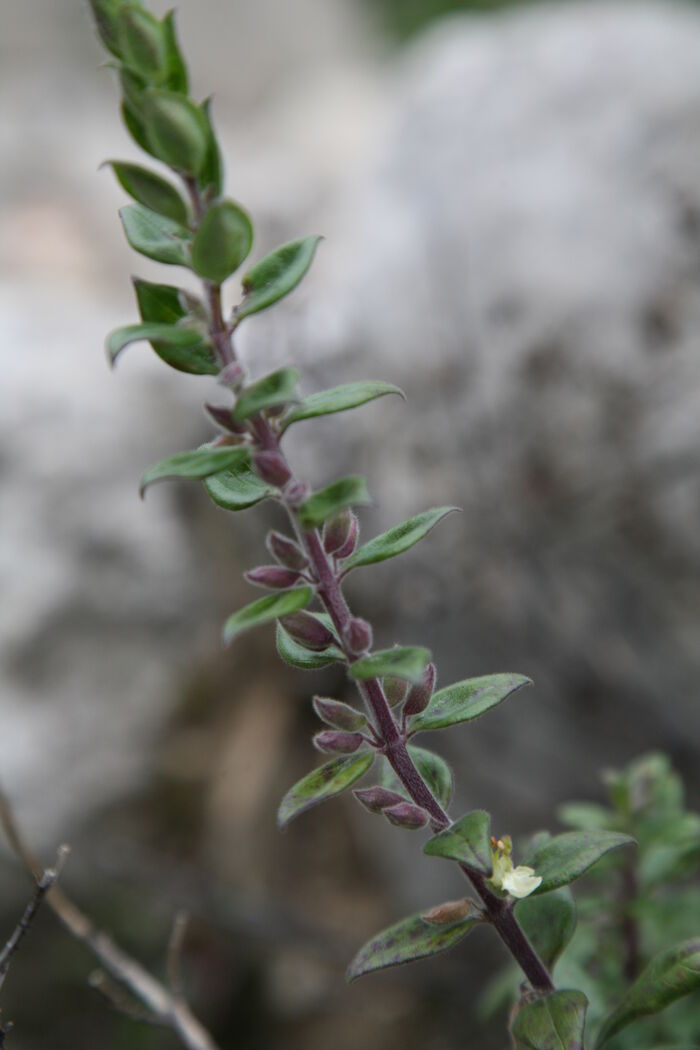 Flore de la Corse