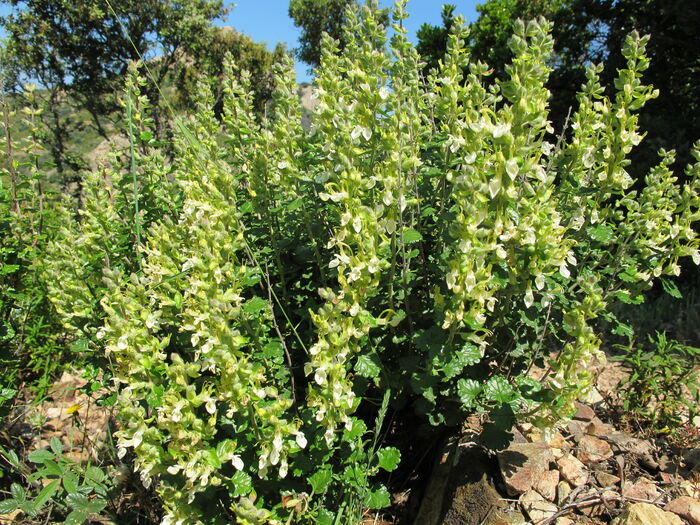 Flore de la Corse