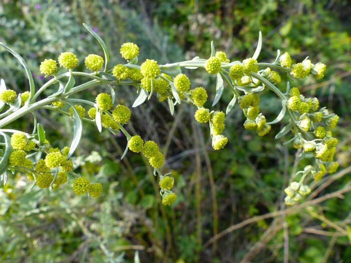 Flore de la Corse